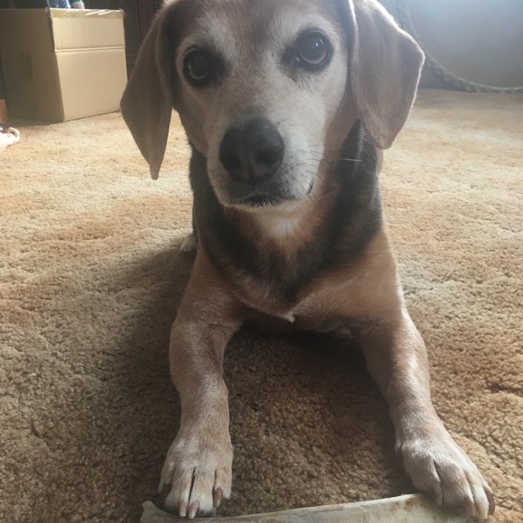 Meet your Posher, Misty - Picture 12 of 16